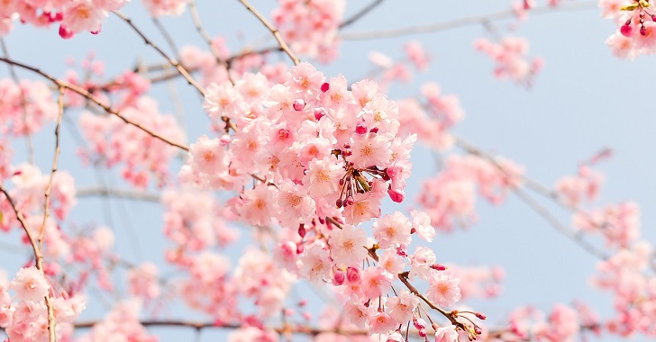 目黒川のお花見2020穴場はどこ?混雑を避けて桜を観賞するには